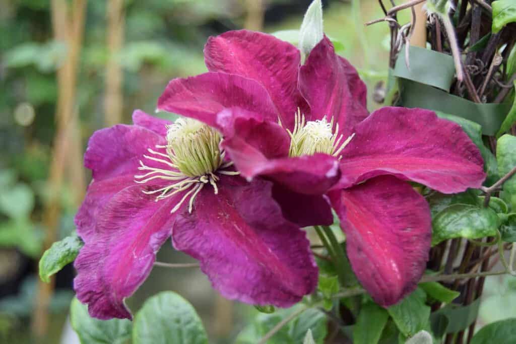 Clematis 'Niobe' 60-80 cm